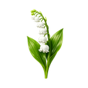 Lily-Of-The-Valley